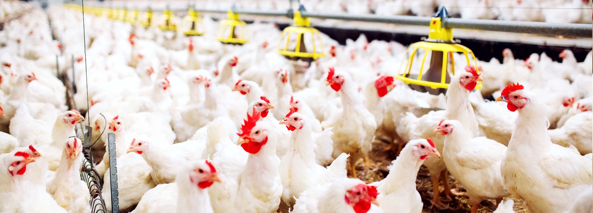 Poultry Industry Canada